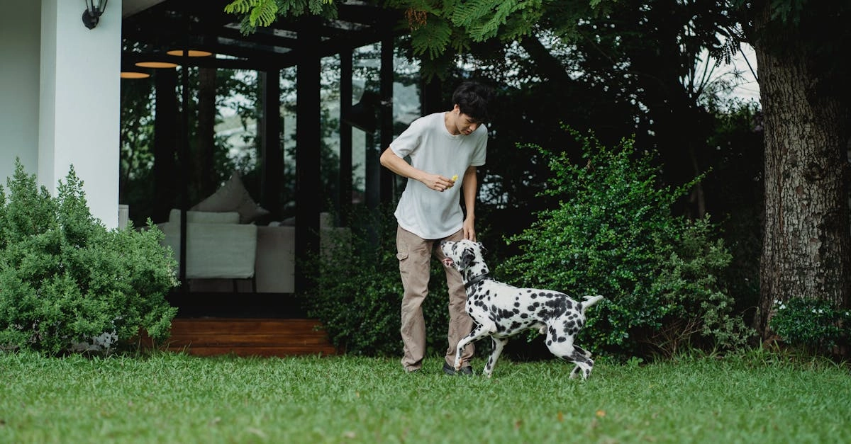 Слот-игра The Dog House с собачьей тематикой в стандартном формате